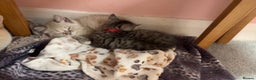 Persian cats for sale: 4 Beautiful Himalayan X Chinchilla Persian Kittens - Advert 8