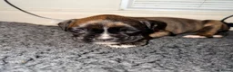 Boxer dogs for sale: 🐾 Exceptional KC Registered Boxer Puppies 🐾 - Advert 9