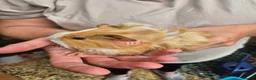 Guinea Pig rodents for sale: Guinea pigs  - Advert 17