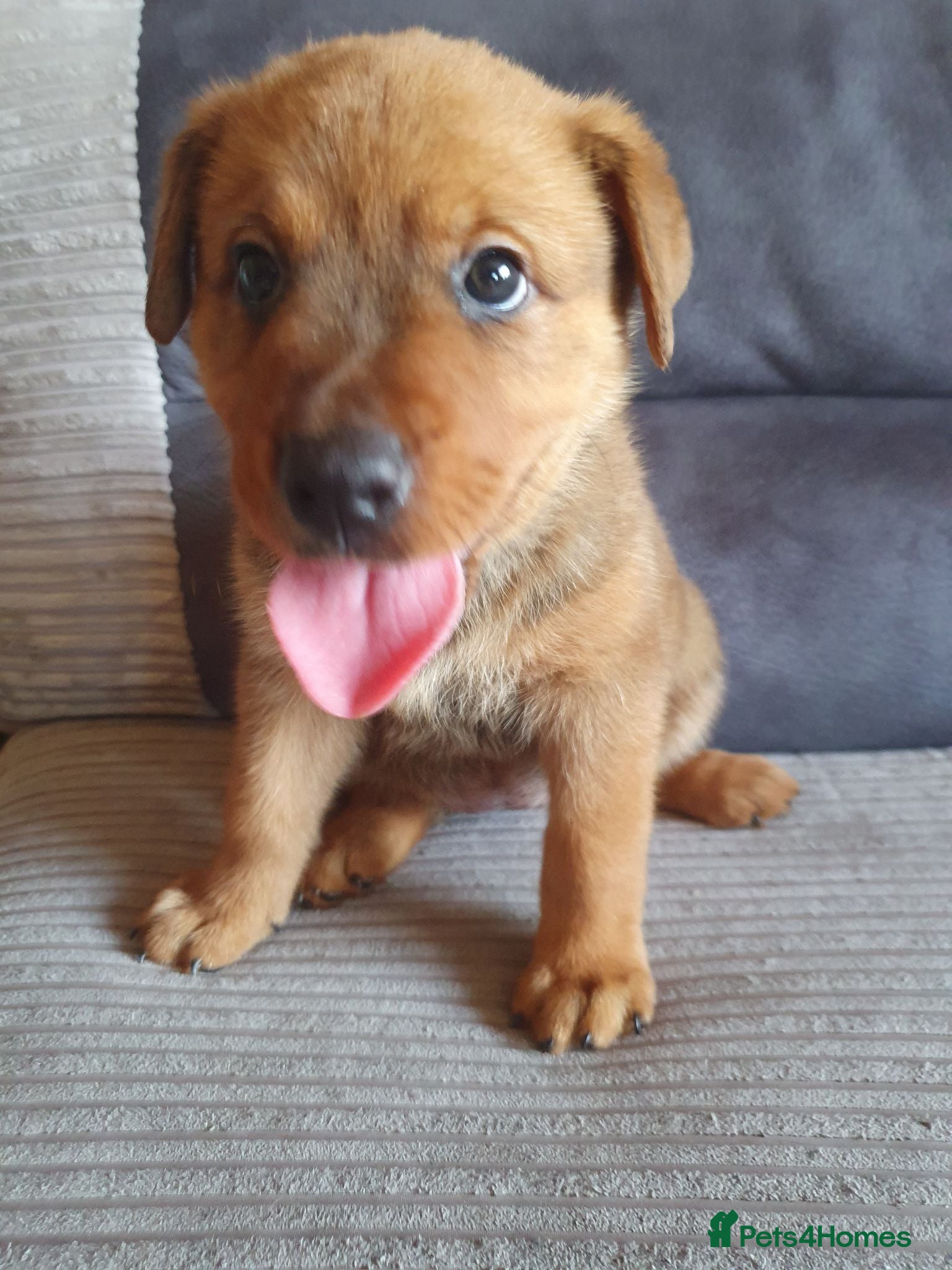 Mixed Breed dogs Rottweiler/ Sharpie Puppies 1 Girl now available. - Advert 2