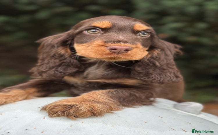 Cocker Spaniel dogs - Advert 1