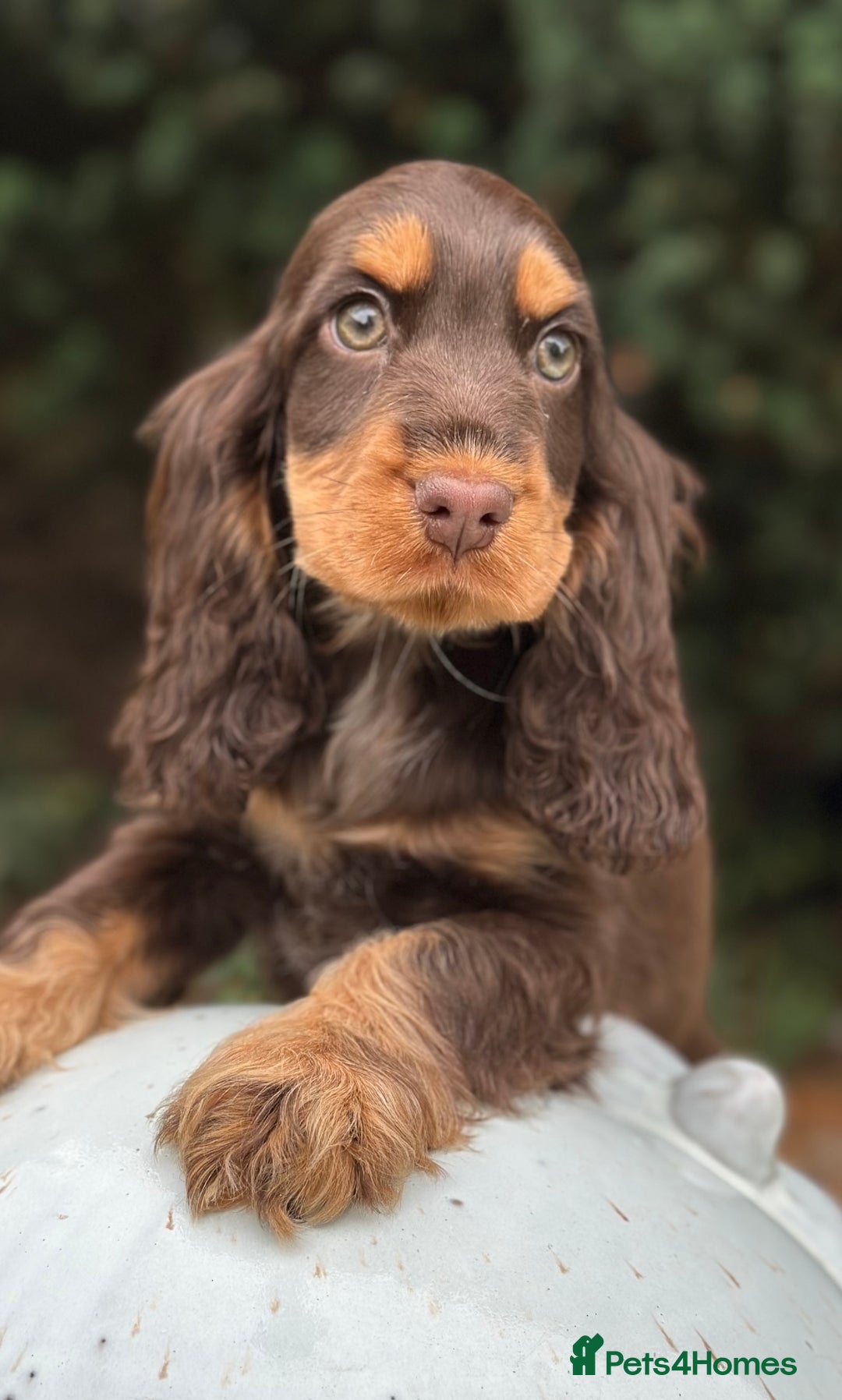 Cocker Spaniel dogs for sale: Beautiful show cockers  - Image 1