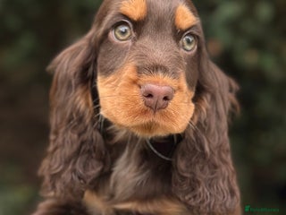 Cocker Spaniel dogs - Advert 3