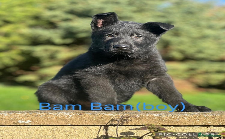 German Shepherd dogs - Advert 3