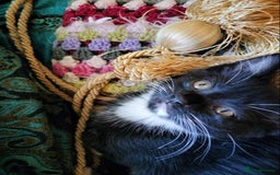 British Shorthair cats for sale: Two cute and cuddly little girl kittens - Image 7