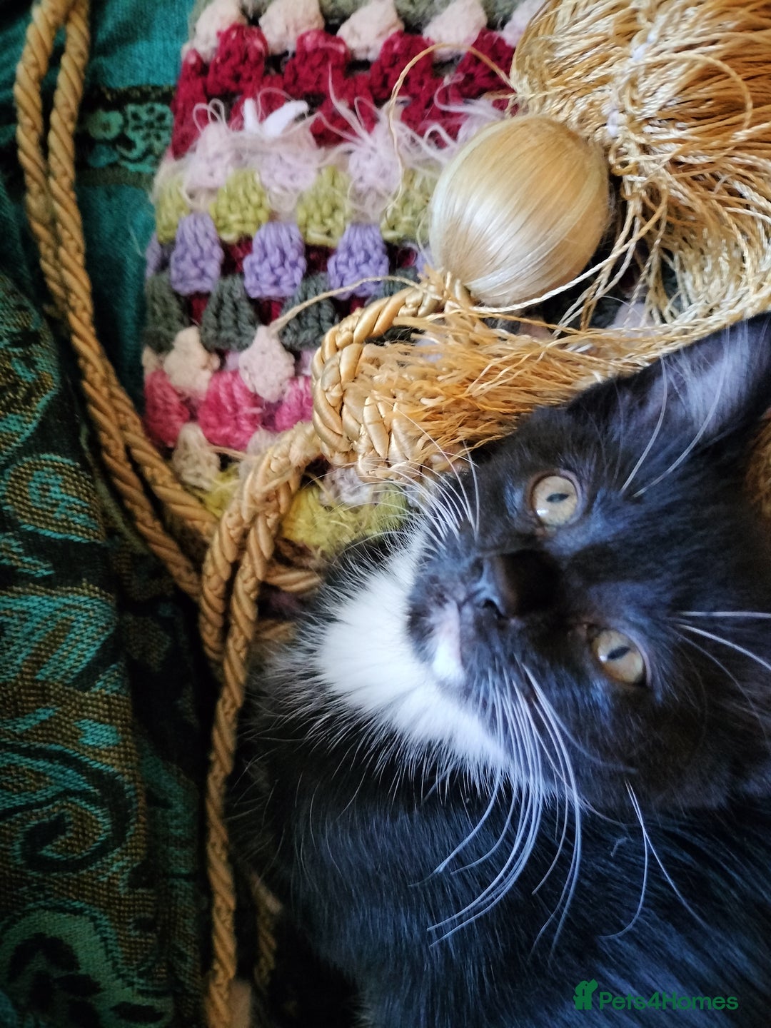 British Shorthair cats for sale: Two cute and cuddly little girl kittens - Image 7