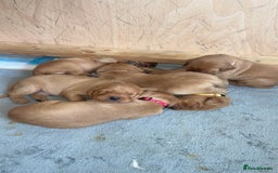 Labrador Retriever dogs for sale: Lovely fox red Labrador puppies  - Image 2