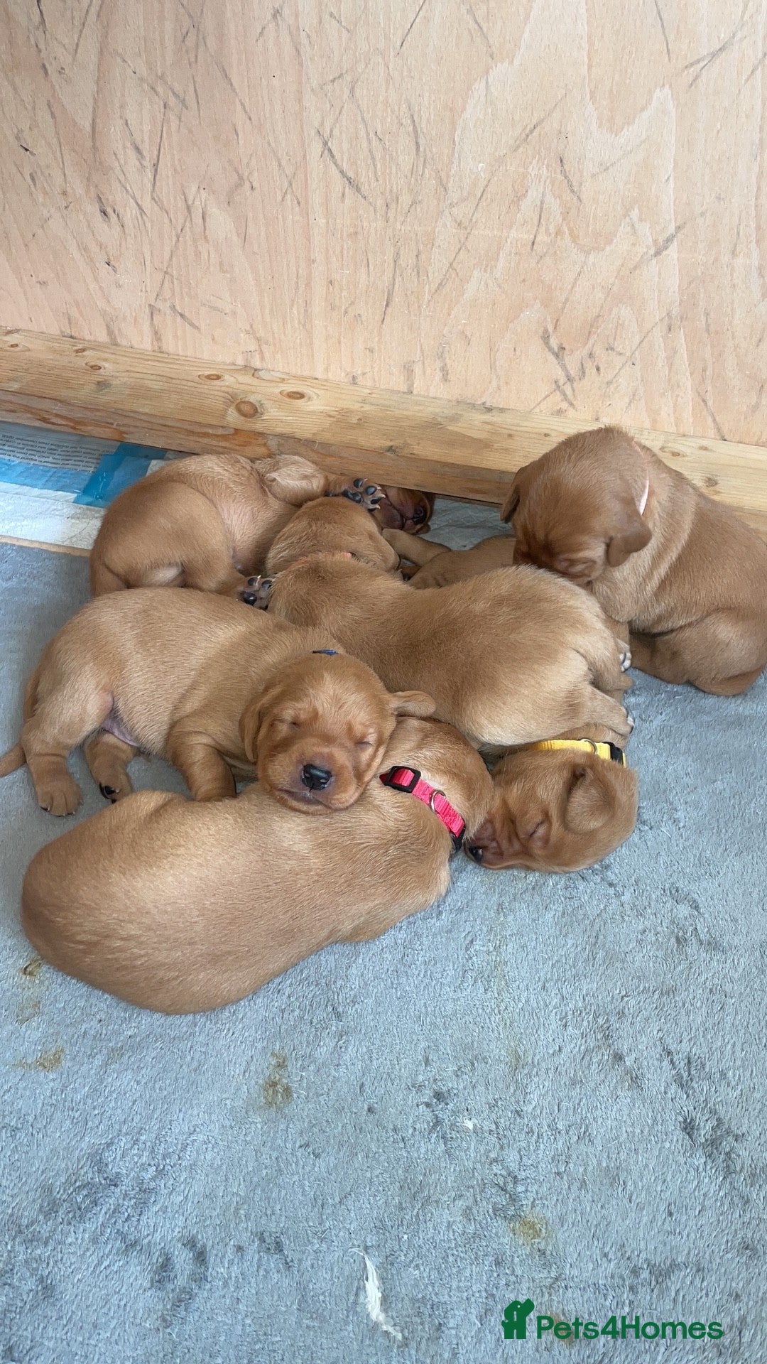 Labrador Retriever dogs for sale: Lovely fox red Labrador puppies  - Image 2