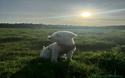 Labradoodle dogs for sale: READY NOW-HEALTH TESTED F1B Miniature Labradoodle - Image 19