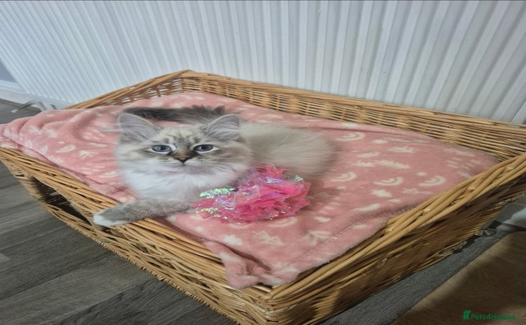 Siberian cats - Advert 4