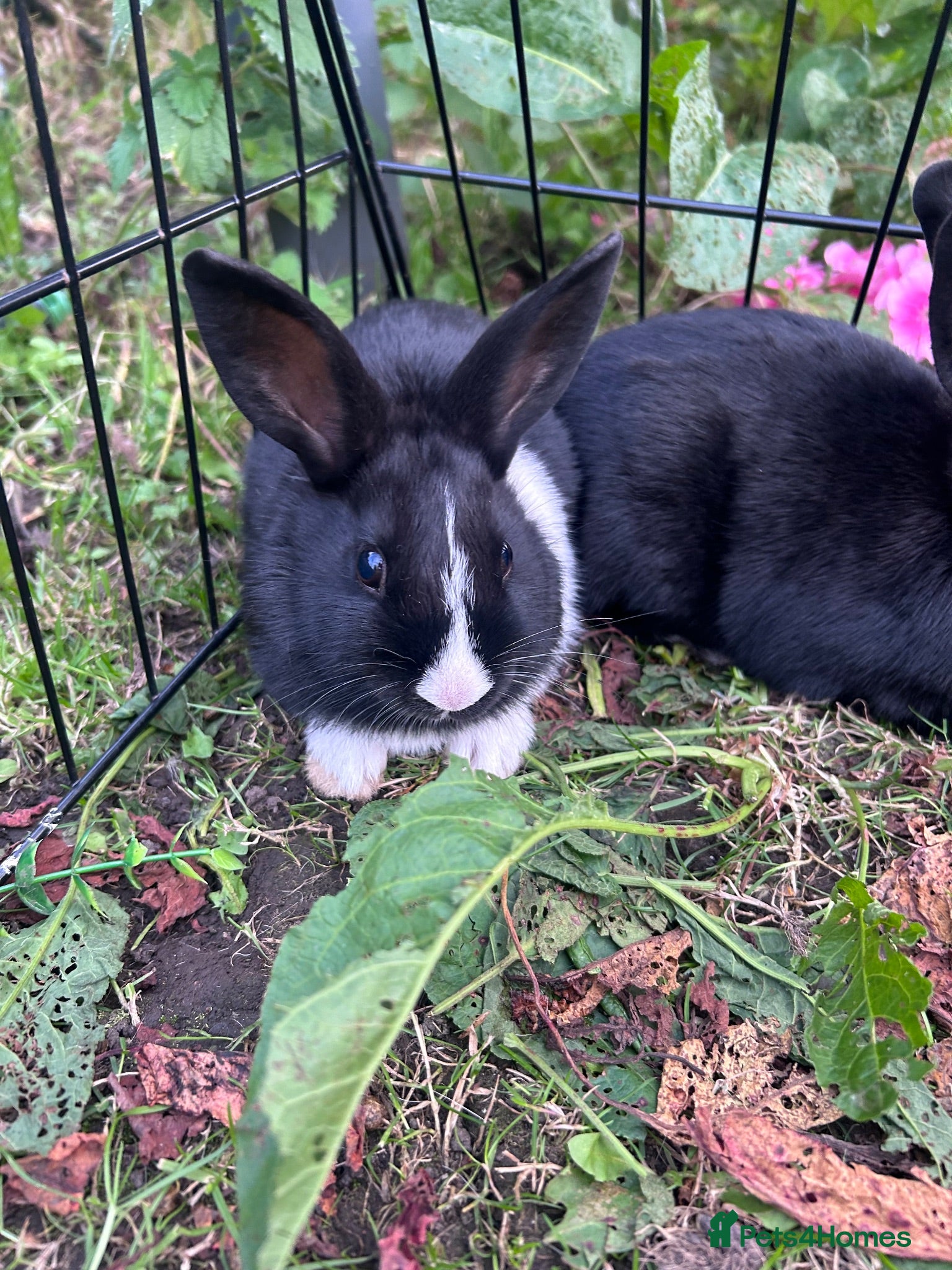 Mixed Breed rabbits Lionhead cross babys - Advert 2