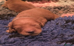 Irish Doodle dogs for sale: Stunning mahogany red multigen Irish doodles  - Image 5