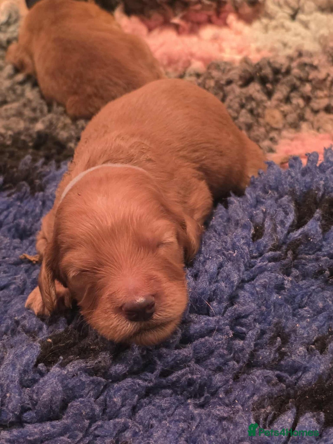 Irish Doodle dogs for sale: Stunning mahogany red multigen Irish doodles  - Image 5