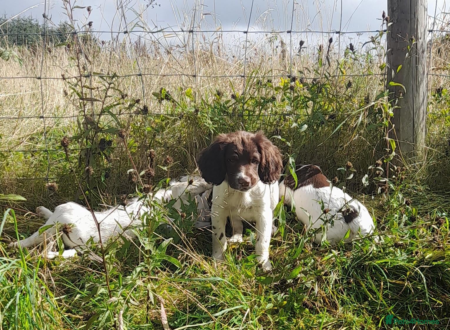English Springer Spaniel dogs Gorgeous English Springer Spaniels Puppies - Advert 1