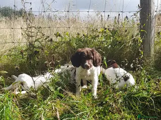 English Springer Spaniel dogs Gorgeous English Springer Spaniels Puppies - Advert 7