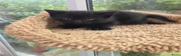 British Shorthair cats for sale: Kittens for sale in Fareham - Advert 9