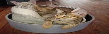 Savannah Kitten 4