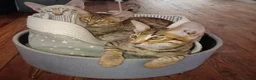 Savannah cats for sale: SAVANNAH KITTENS  READY FOR A NEW LOVING HOME - Advert 2