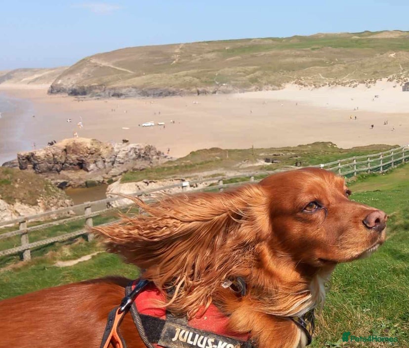 Cocker Spaniel dogs Gorgeous Red Cocker Spaniel Stud in Saint Austell - Advert 10