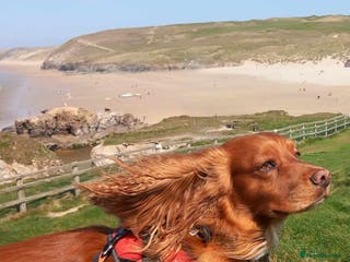 Cocker Spaniel dogs Gorgeous Red Cocker Spaniel Stud in Saint Austell - Advert 15