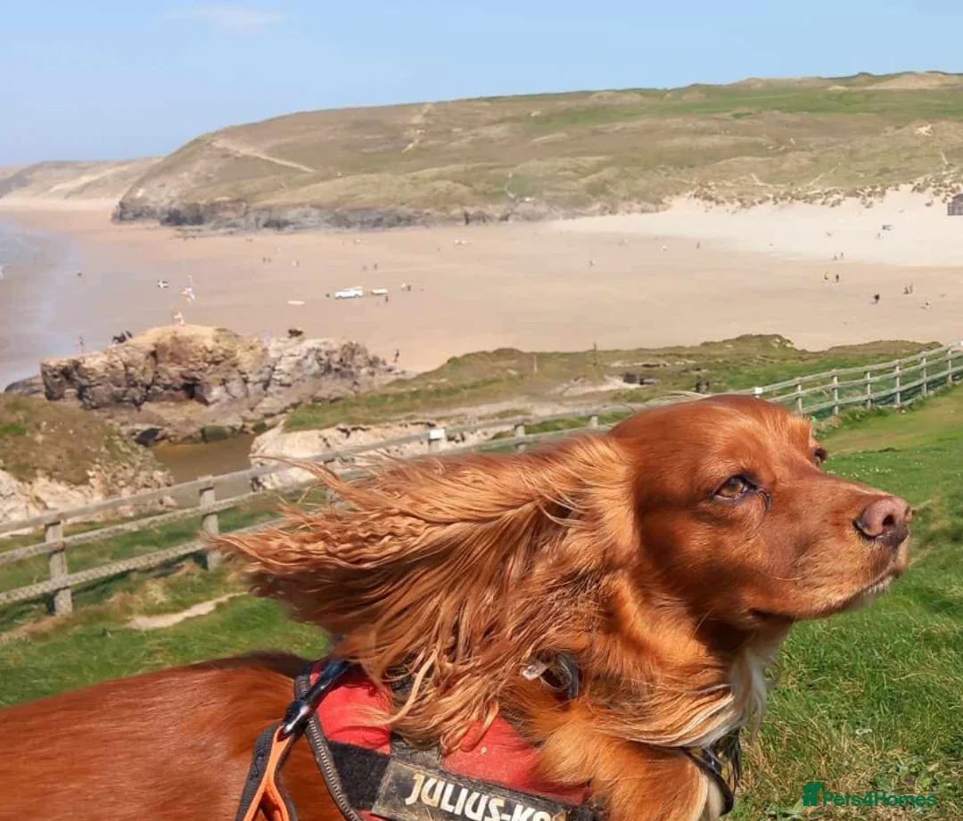 Cocker Spaniel dogs for stud: Gorgeous Red Cocker Spaniel Stud in Saint Austell - Advert 1