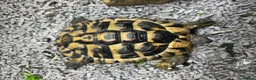 Hermann Tortoise reptiles for sale: 2 tortoise and housing  in Sutton Coldfield - Advert 1