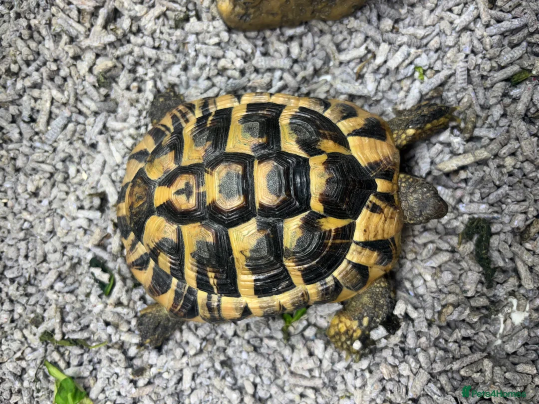 Hermann Tortoise reptiles for sale: 2 tortoise and housing  in Sutton Coldfield - Advert 1