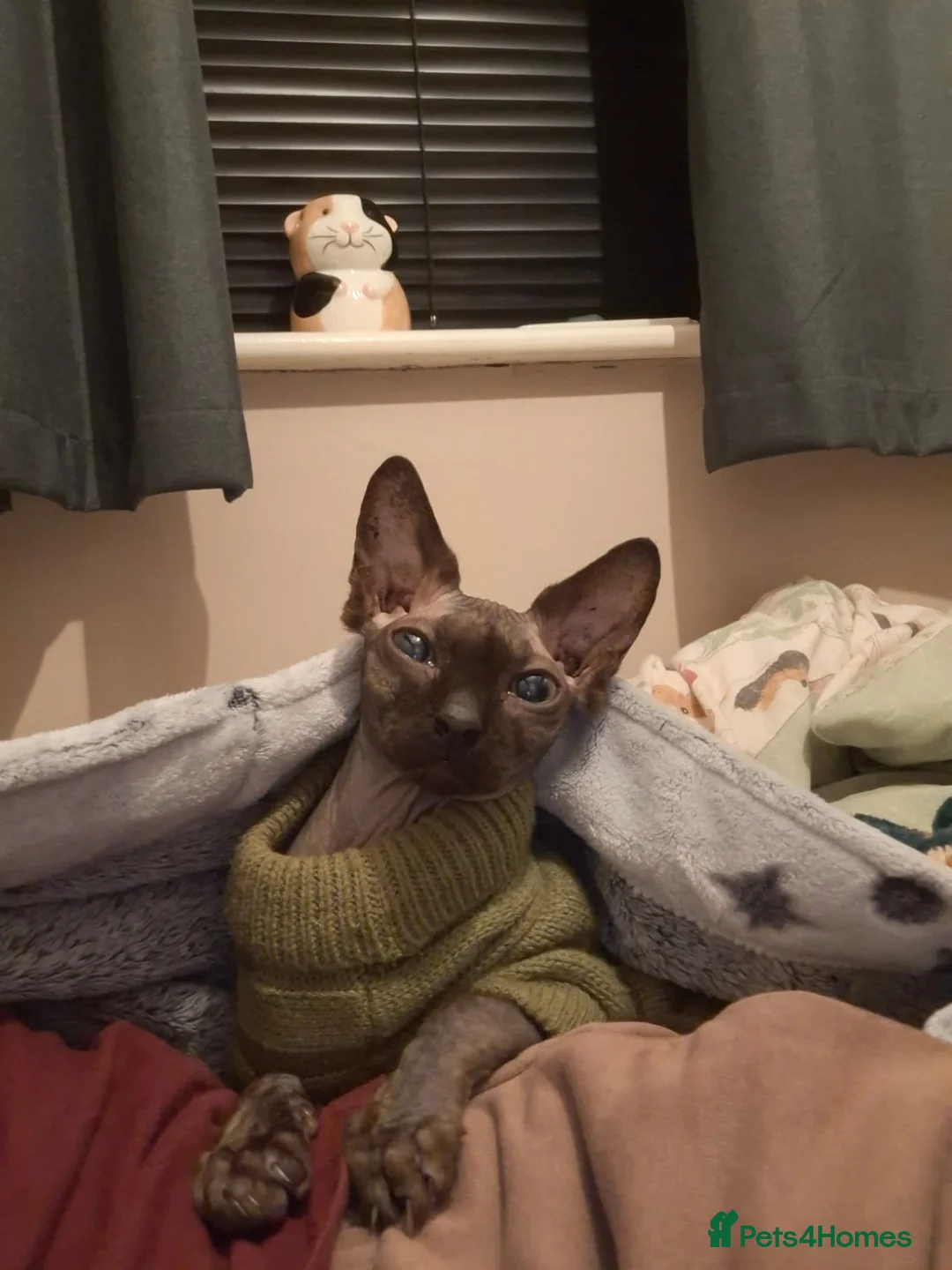 Sphynx cats for sale: Gizmo in Birmingham - Advert 1