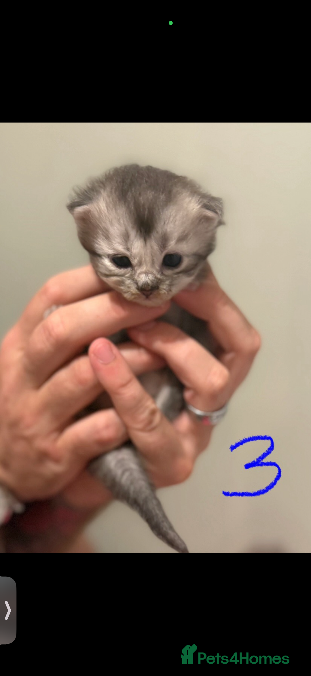 British Longhair cats for sale: 🩵BritishLonghair X Mainecoon Boys🩵 - Image 20