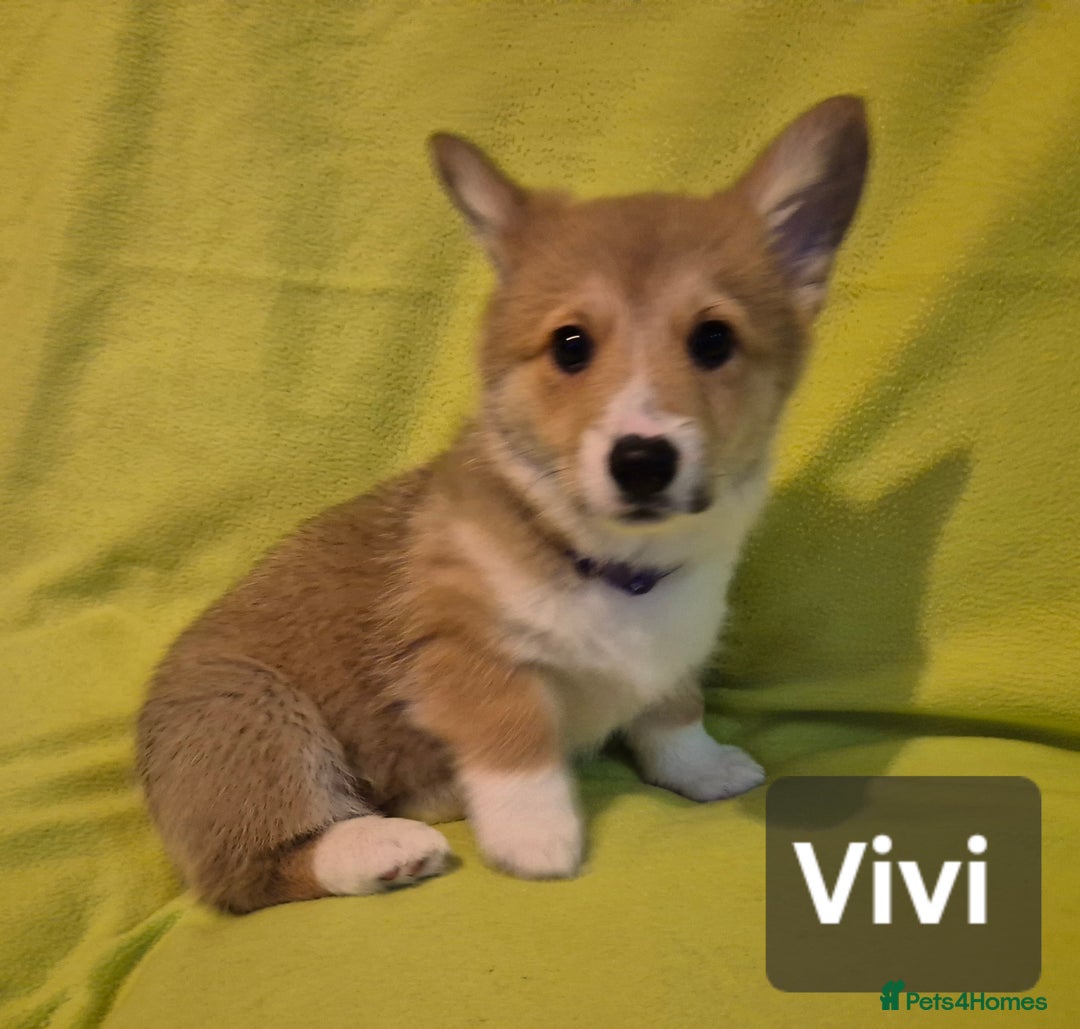 Welsh Corgi Pembroke dogs for sale: 8  Wales Pembroke Corgi puppy's - Advert 8