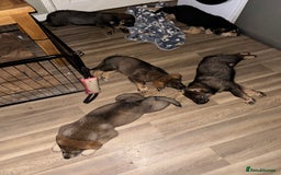 Mixed Breed dogs for sale: German Shepherd x Rottweiler puppies | READY TO GO - Image 18