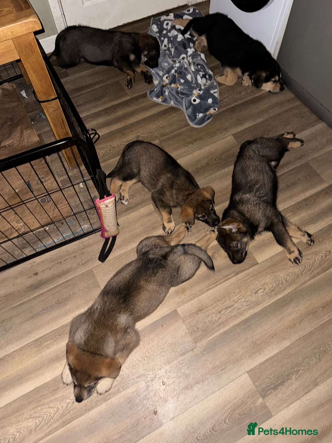 Mixed Breed dogs for sale: German Shepherd x Rottweiler puppies | READY TO GO - Image 18