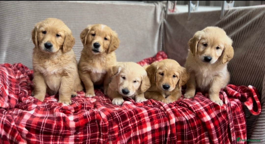 Golden Retriever dogs for sale: STUNNING GOLDEN RETRIEVER PUPPIES READY NOW - Image 5