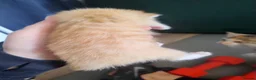 Mixed Breed cats for sale: 4 beautiful kittens  - Advert 17