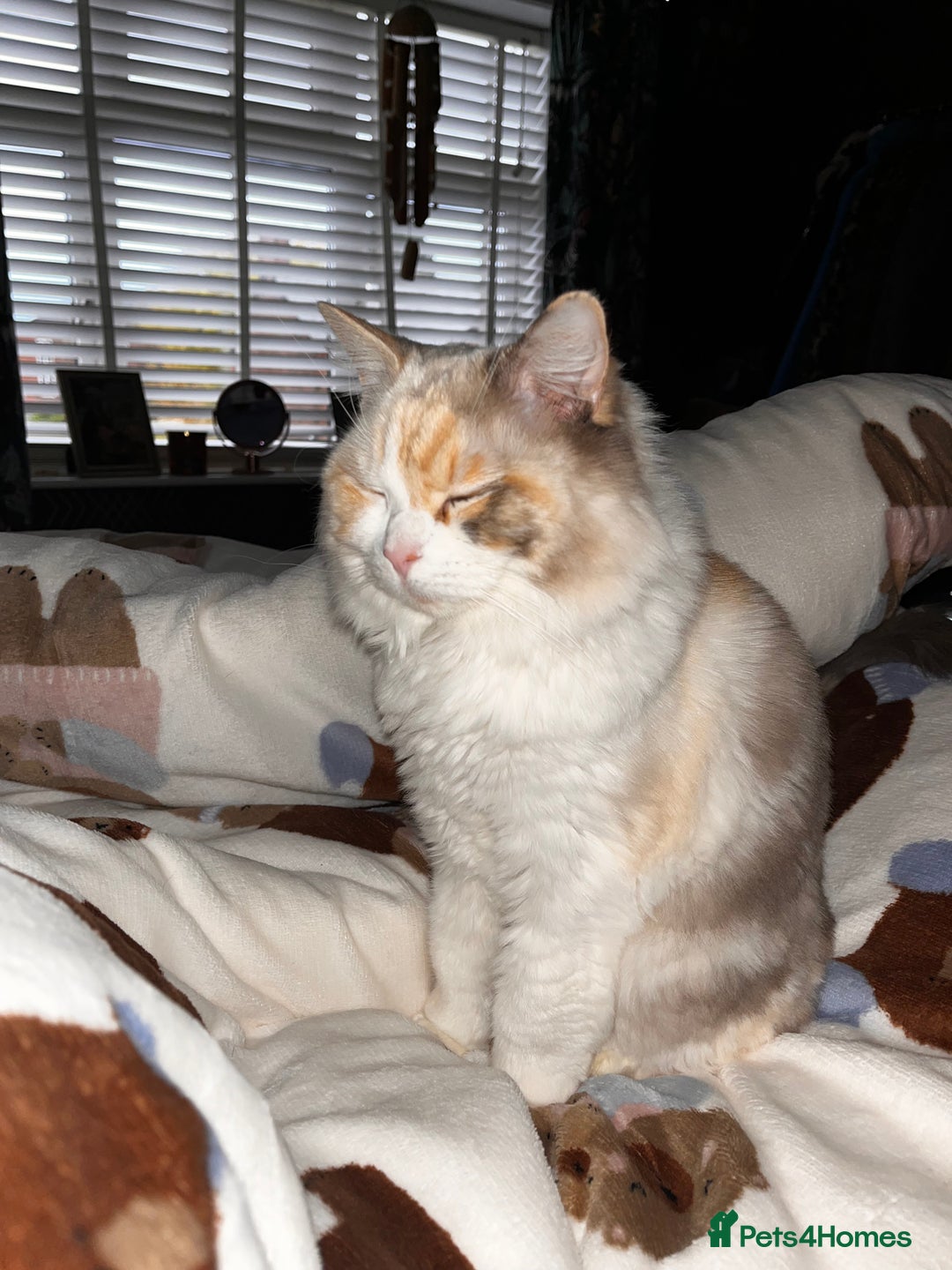 Ragdoll cats for sale: Lucy female ragdoll - Advert 8