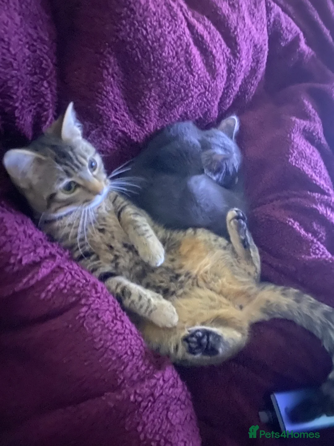 Mixed Breed cats for sale: 2 female cats for new home  in Newcastle upon Tyne - Advert 2