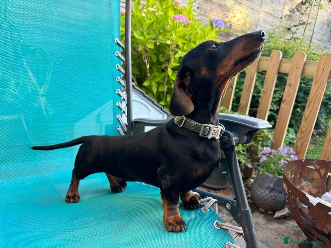 Miniature Dachshund dogs for sale: KC, PRA Clear Miniature Dachshund Puppies - Image 9