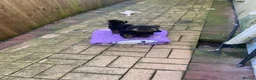Shih Tzu dogs for sale: 3x imperial Shih Tzu  boys  - Advert 16