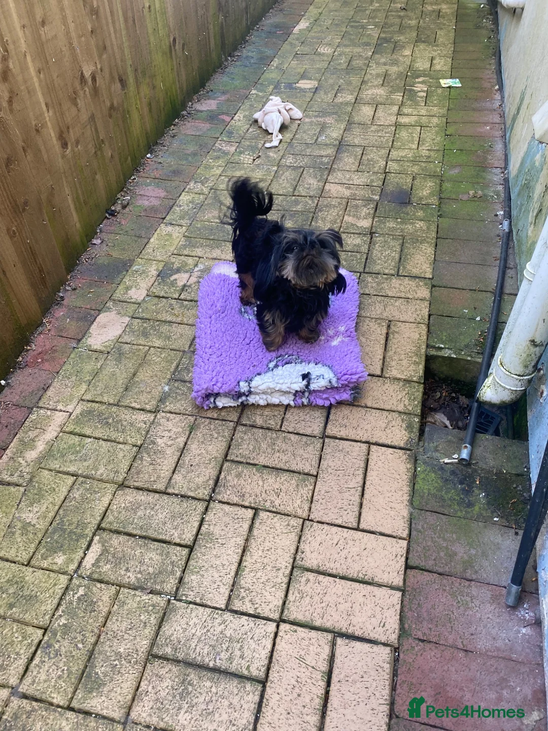 Shih Tzu dogs for sale: 3x imperial Shih Tzu  boys  - Advert 16