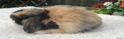 Mini Lop rabbits for sale: Mini lop doe - Advert 5