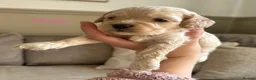 Cockapoo dogs for sale: Exceptional F1 Miniature Cockapoo Puppies  - Advert 2