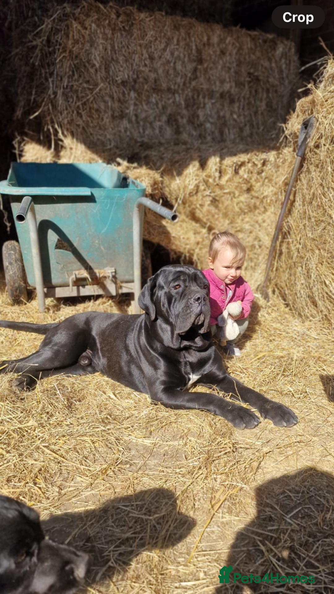 Cane Corso dogs for sale: Exceptional  - Image 25
