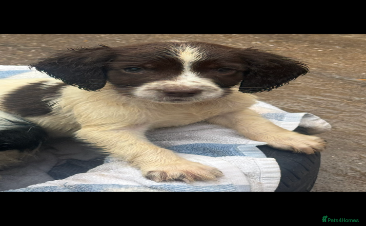 English Springer Spaniel dogs - Advert 1
