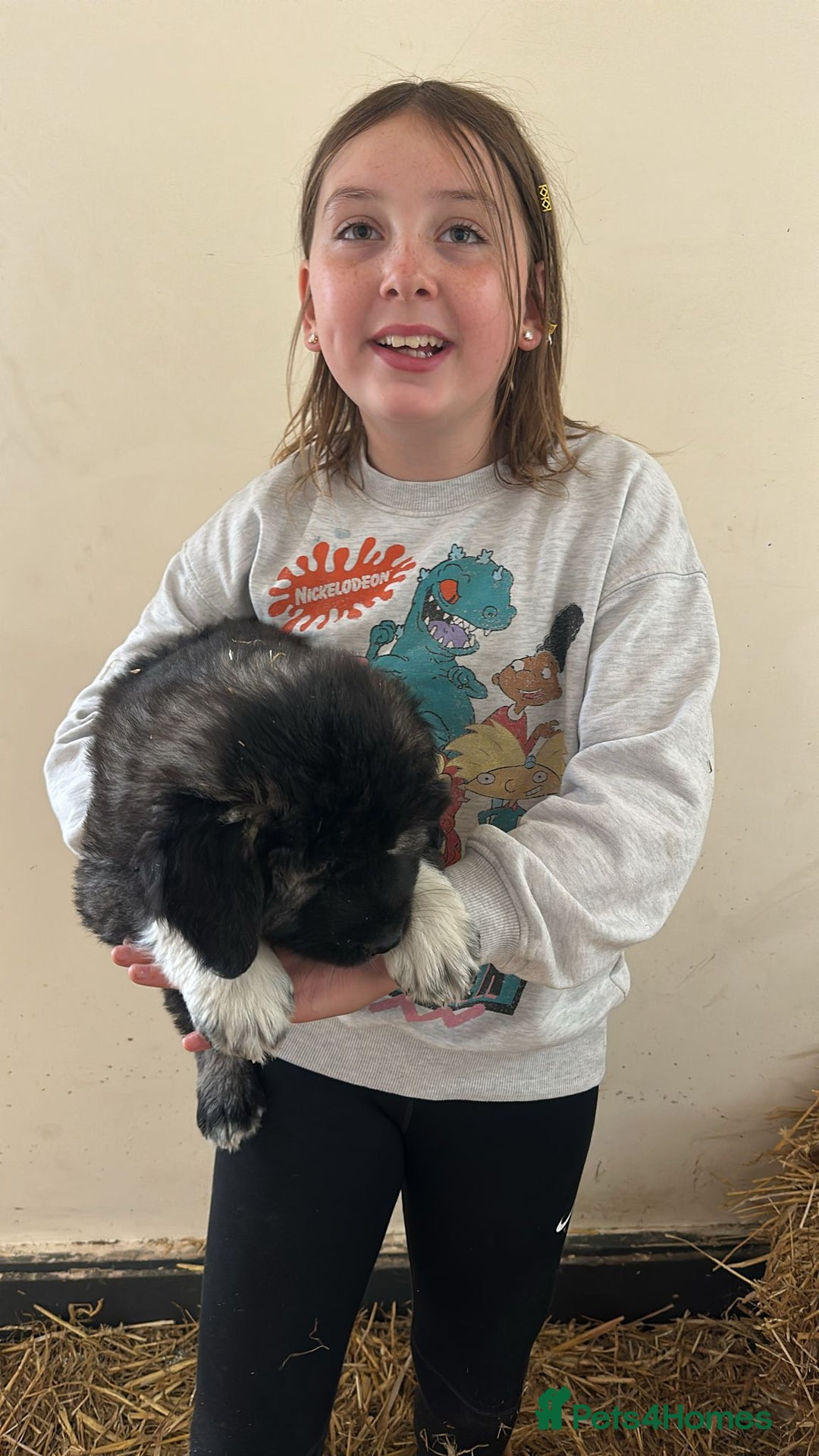 Caucasian Shepherd Dog dogs for sale:  ⭐️Caucasian shepherds⭐️puppies #bears big boned   - Image 31