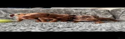 Dachshund dogs for sale: Miniature Dachshund - Advert 21