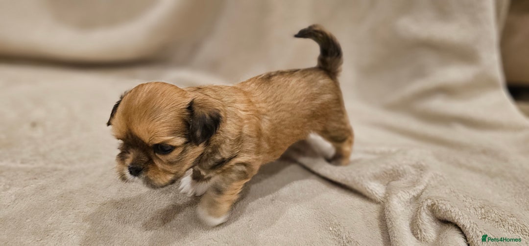 Lhasa Apso dogs for sale: Stunning pedigree Lhasa Apso Puppies - Advert 19