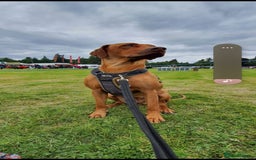 Rhodesian Ridgeback dogs for sale: Stunning Rhodesian RidgeBack Pups.. - Image 16