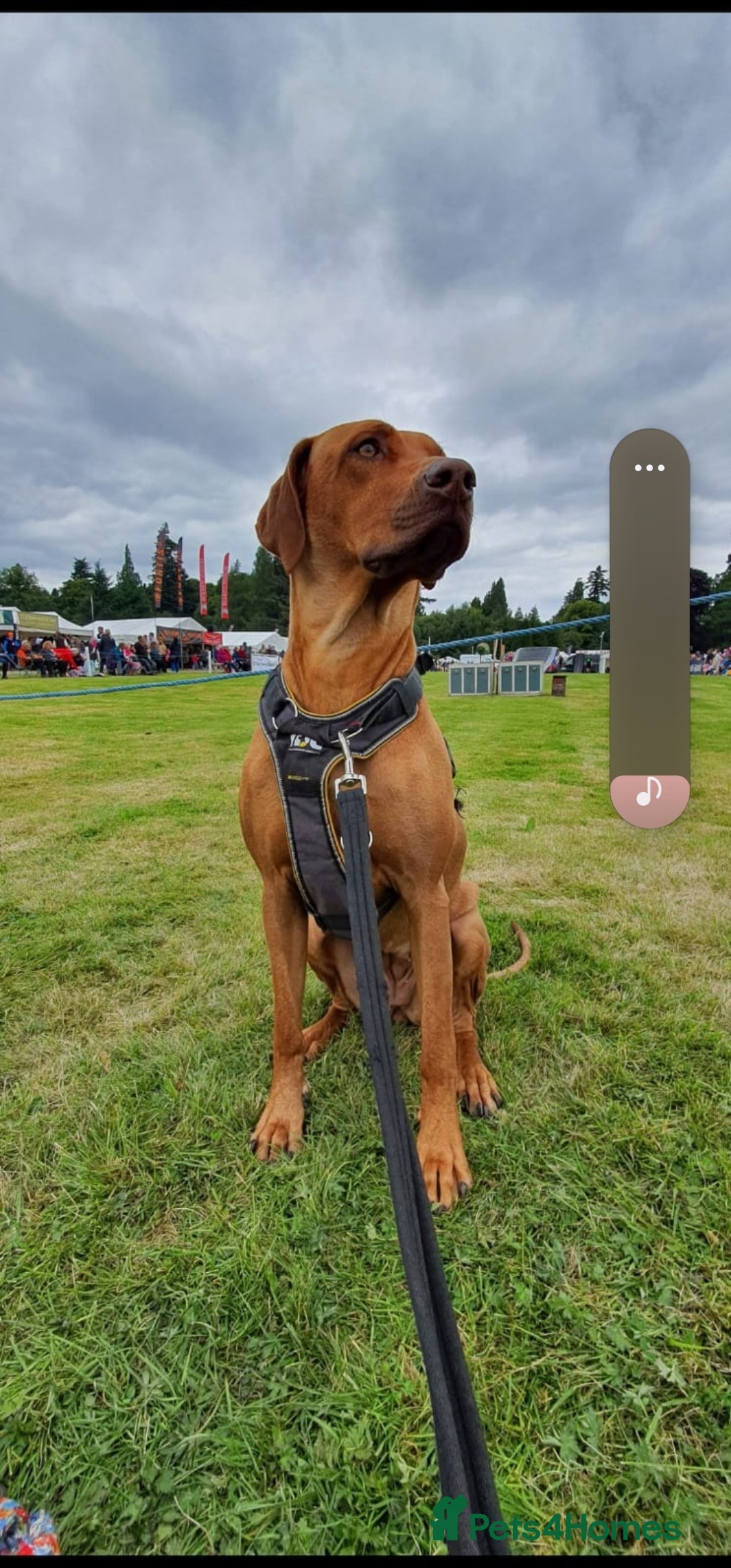 Rhodesian Ridgeback dogs for sale: Stunning Rhodesian RidgeBack Pups.. - Image 16