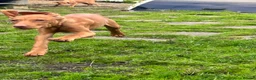 Hungarian Vizsla dogs for sale: Hungarian viszla LAST BOY  - Advert 6