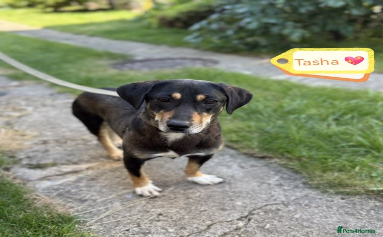 Mixed Breed dogs - Advert 5